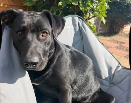 Freya, a 10 months old female Labrador X available for adoption from Helping Dog Paws in Lincolnshire